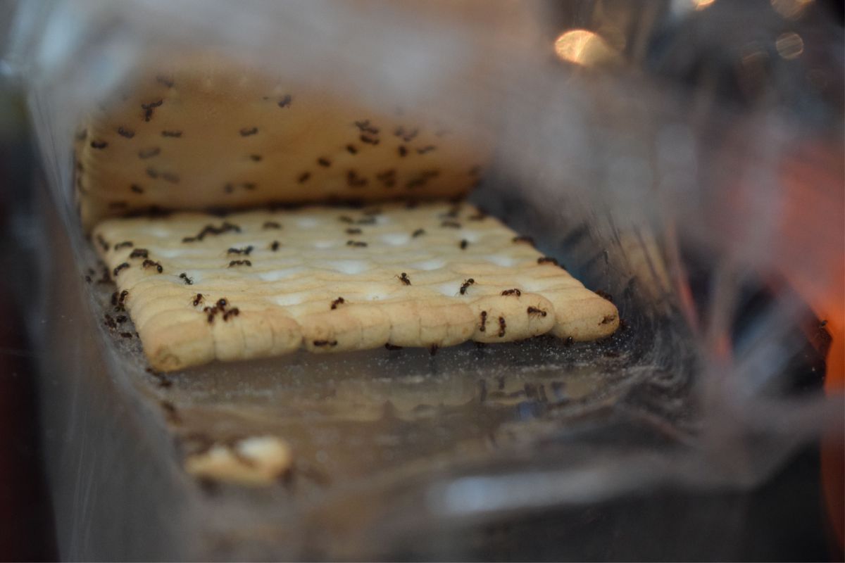 Como acabar com infestação de formigas em casa usando apenas uma misturinha caseira - Reprodução Canva Pro