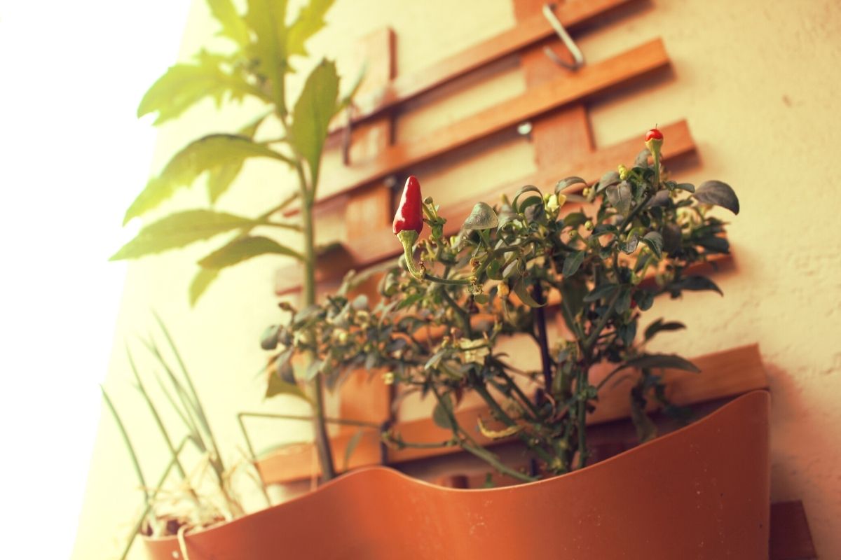 Hortinha em apartamento (Reprodução Canva Pro)