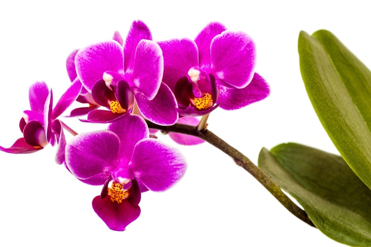 Orquídea borboleta (Reprodução Canva Pro)