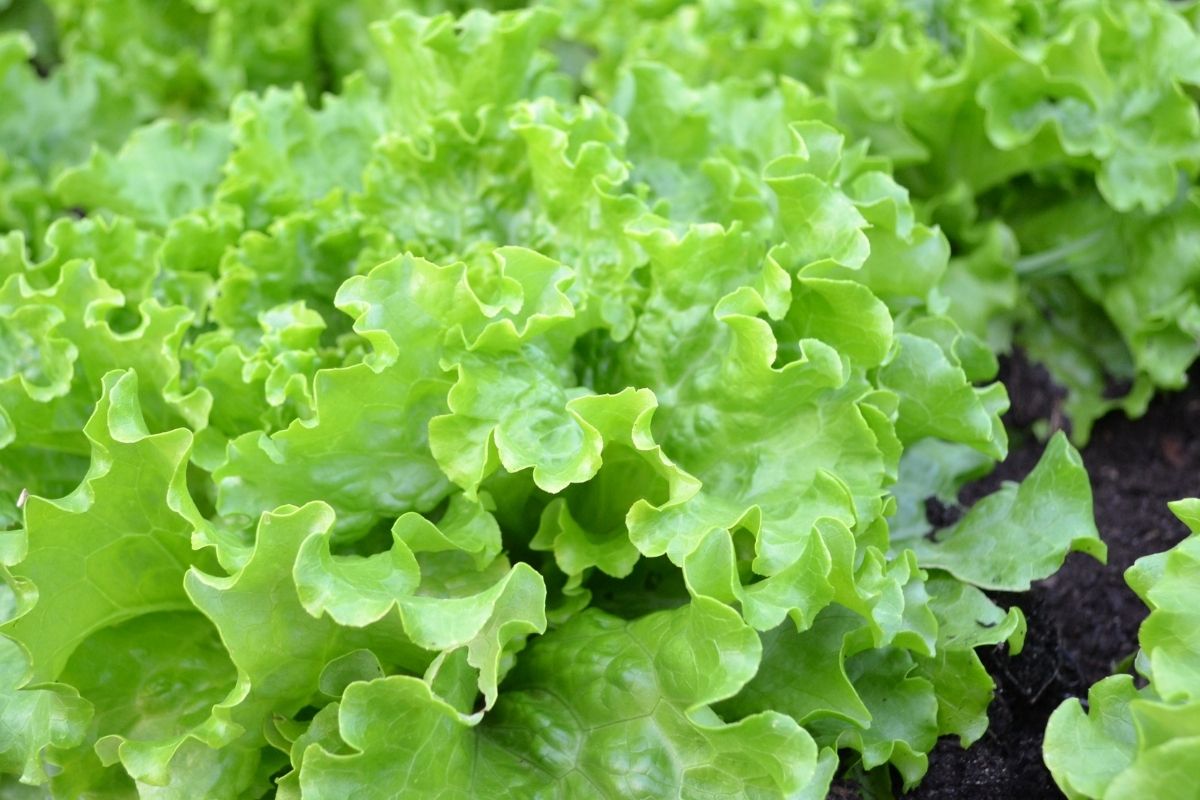 Como plantar alface em garrafa PET e ter salada o ano todo: veja como é super fácil de fazer Produção Canva