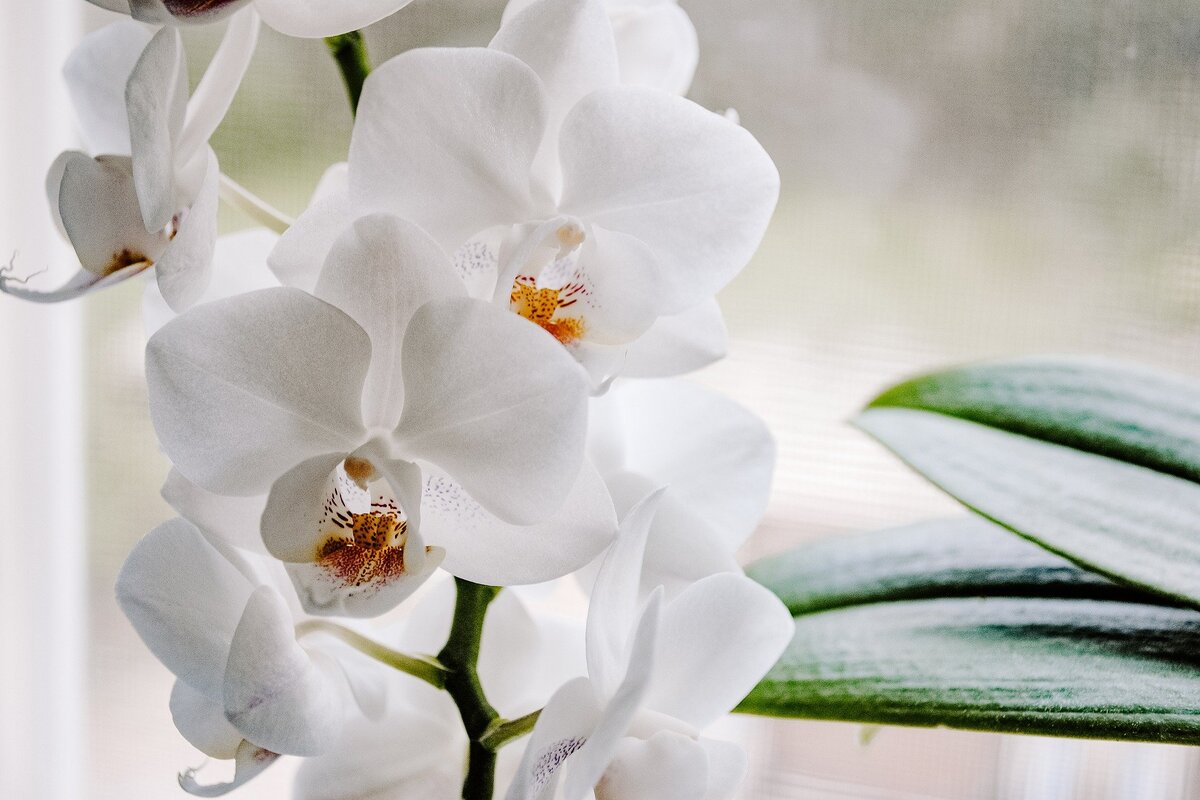 Aprenda como cultivar orquídea. Fonte: Pixabay.