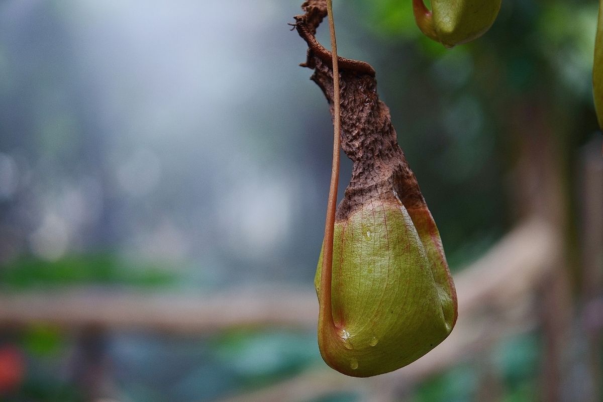 Como cuidar de plantas carnívoras (reprodução canva)