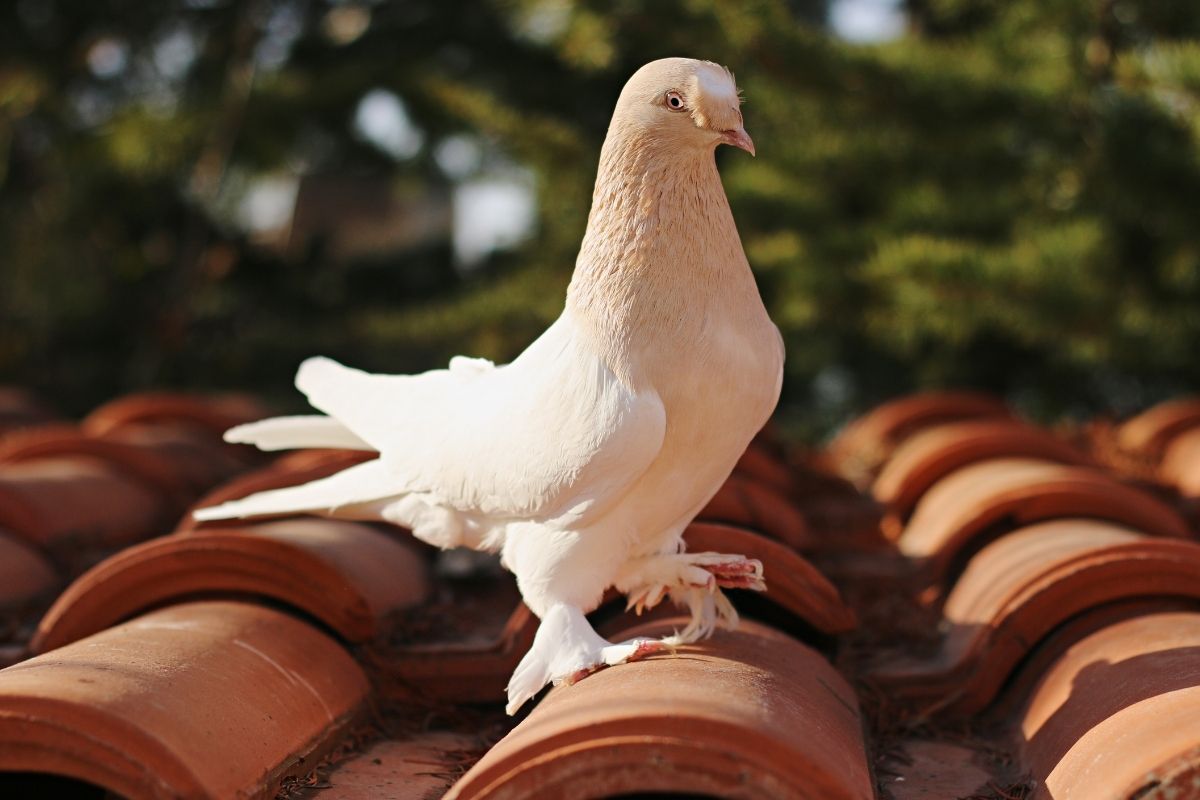 Como espantar pássaros do telhado sem maltratar a ave; dicas infalíveis para afugentá-las do local - Reproduçao: Canva Pro