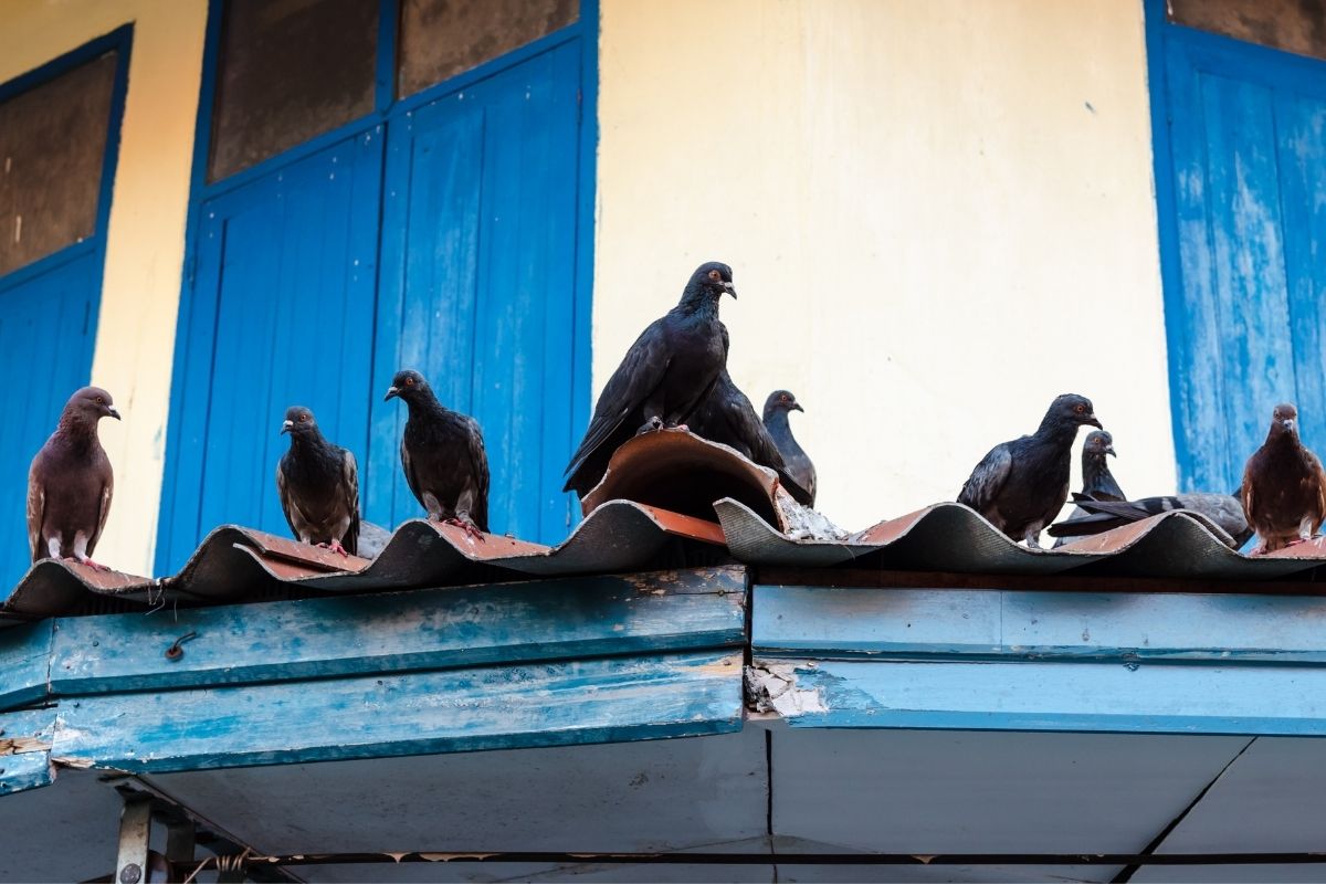 Como espantar pássaros do telhado sem maltratar a ave; dicas infalíveis para afugentá-las do local - Reproduçao: Canva Pro