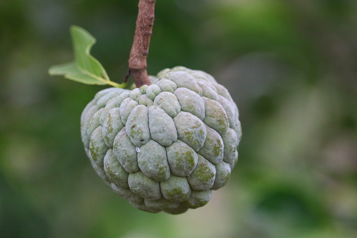 Como plantar fruta do conde no quintal de casa? Cultive essa fruta exótica para ter fartura - fonte: Pixabay