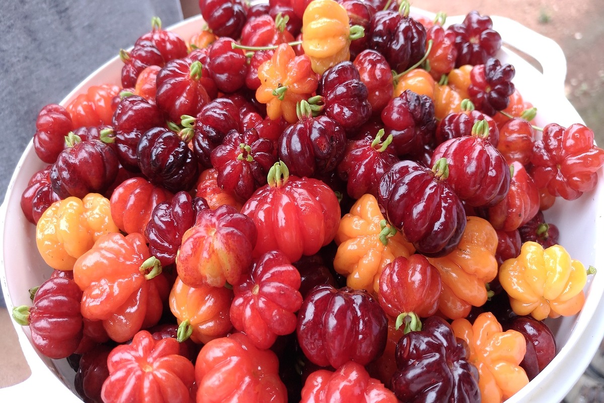 Como plantar pé de pitanga no vaso: passo a passo para colher essa fruta dentro da sua casa - fonte: Pixabay