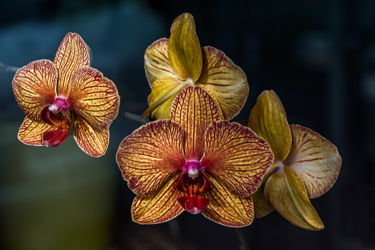 Afinal, orquídeas precisam tomar sol? Aprenda de uma vez por todas a cuidar dessas plantinhas - fonte: Pixabay