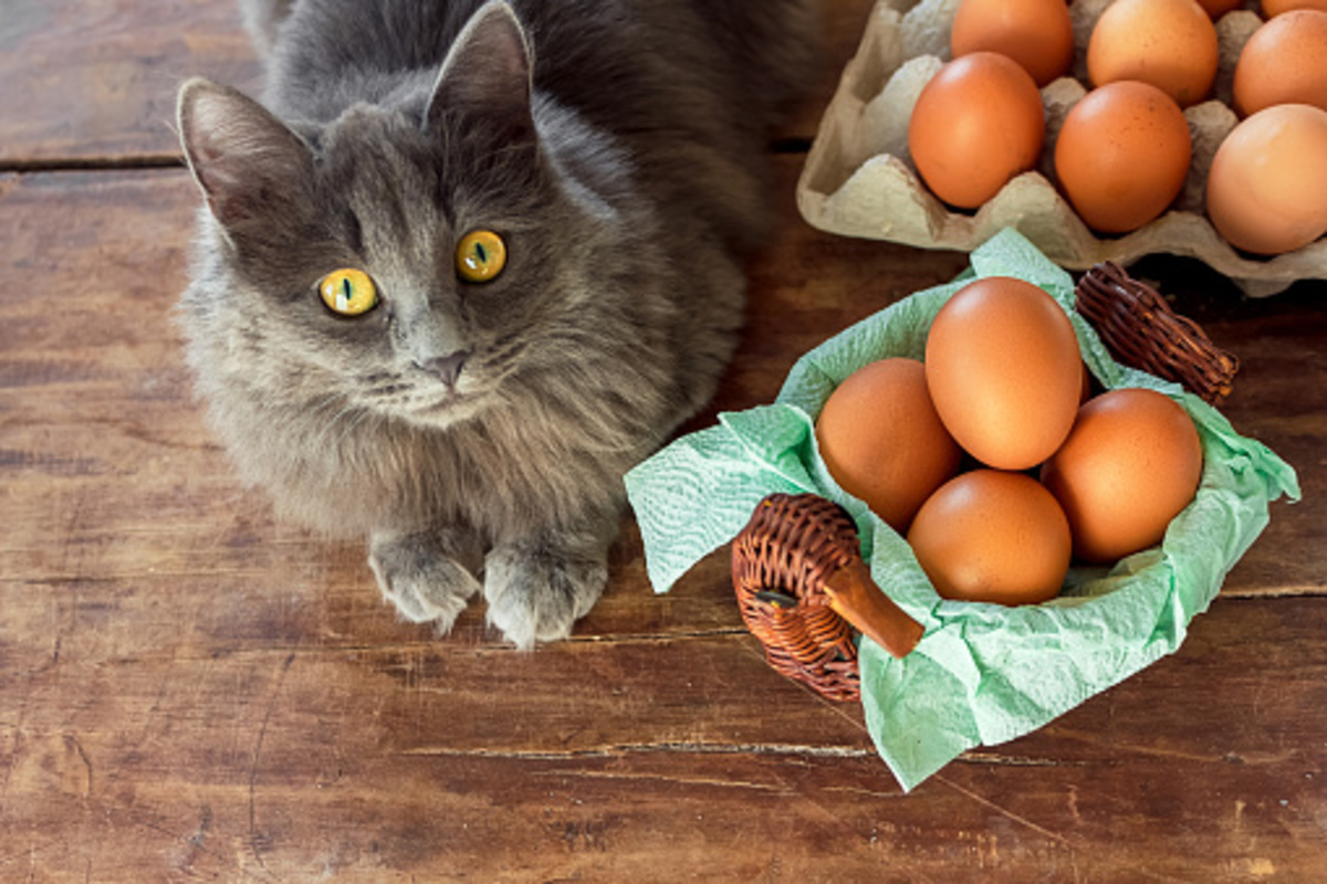 Pode ou não pode dar gema de ovo para gato? Veja se o alimento é bom para o bichano - fonte: Istock