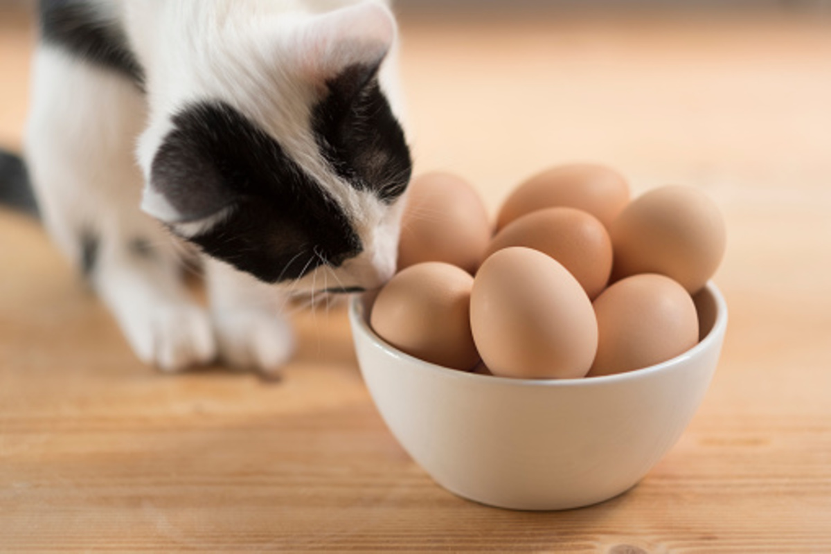 Pode ou não pode dar gema de ovo para gato? Veja se o alimento é bom para o bichano - fonte: Istock