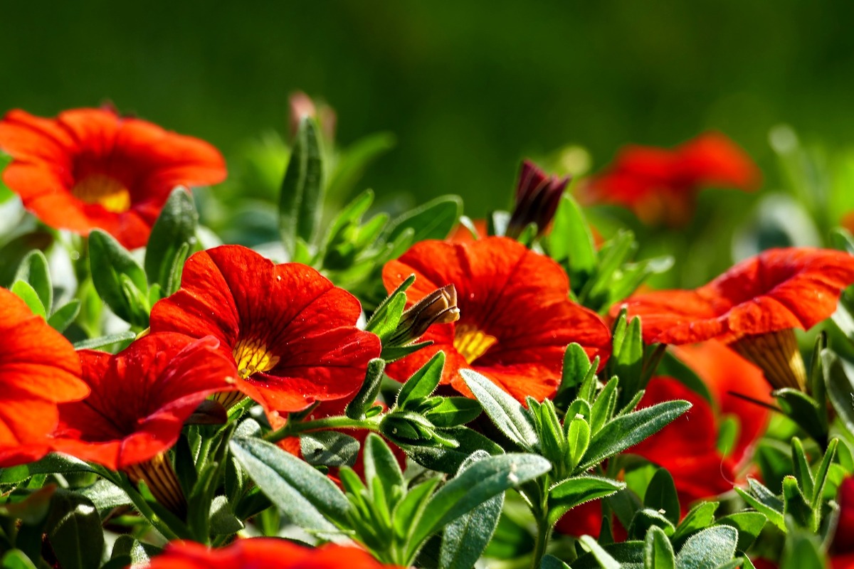 Veja quais os cuidados necessários com uma petúnia vermelha para que ela fique sempre saudável e linda - fonte: Pixabay