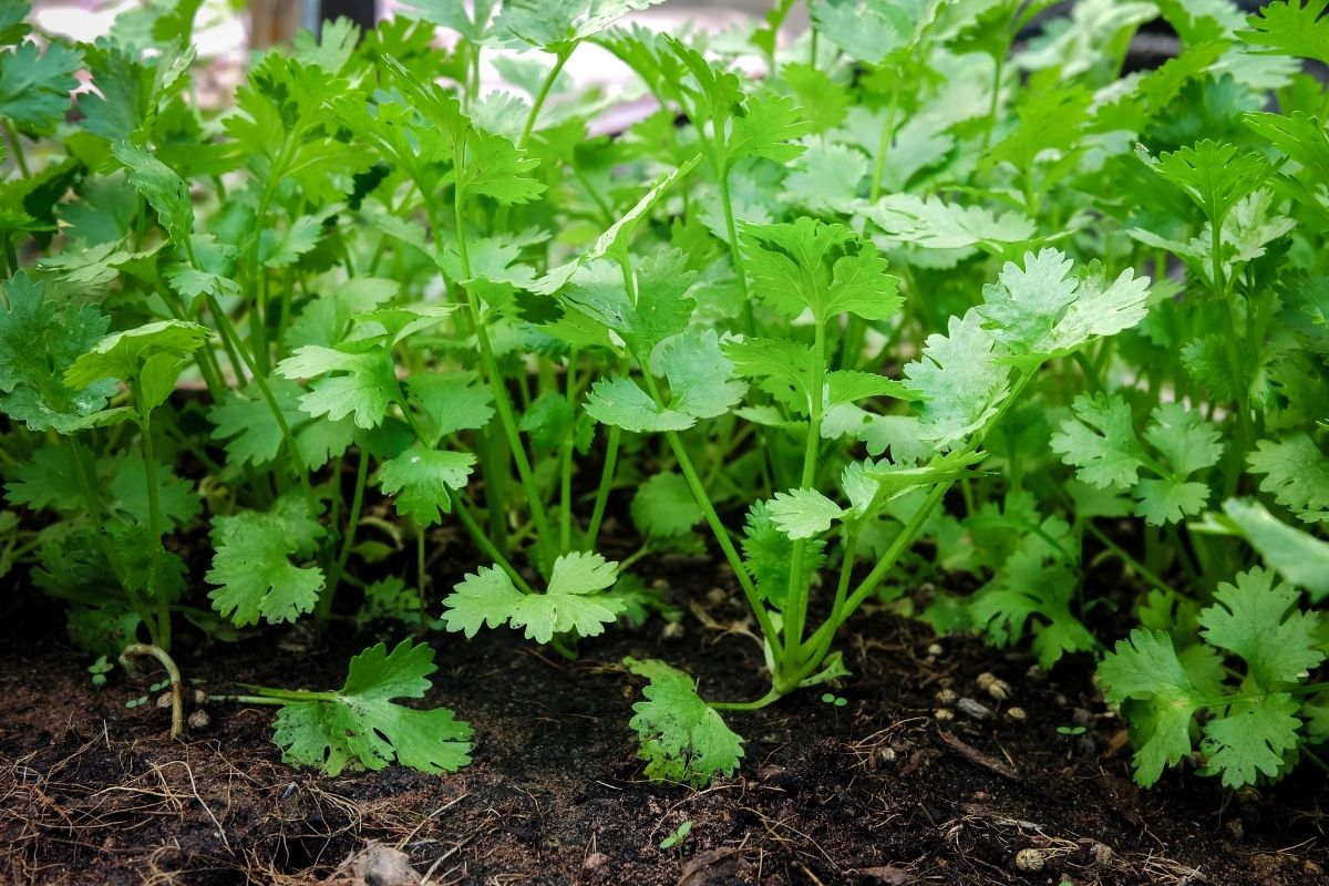 Qual o melhor adubo para coentro; saiba como recuperar sua erva com essa dica e um passo a passo descomplicado - Repoduçao: Canva Pro