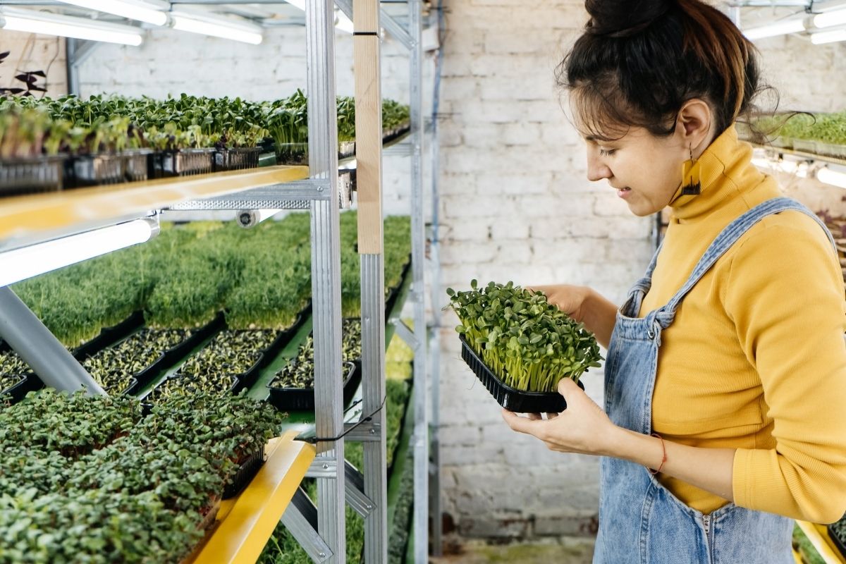 Qual o melhor adubo para coentro; saiba como recuperar sua erva com essa dica e um passo a passo descomplicado - Repoduçao: Canva Pro