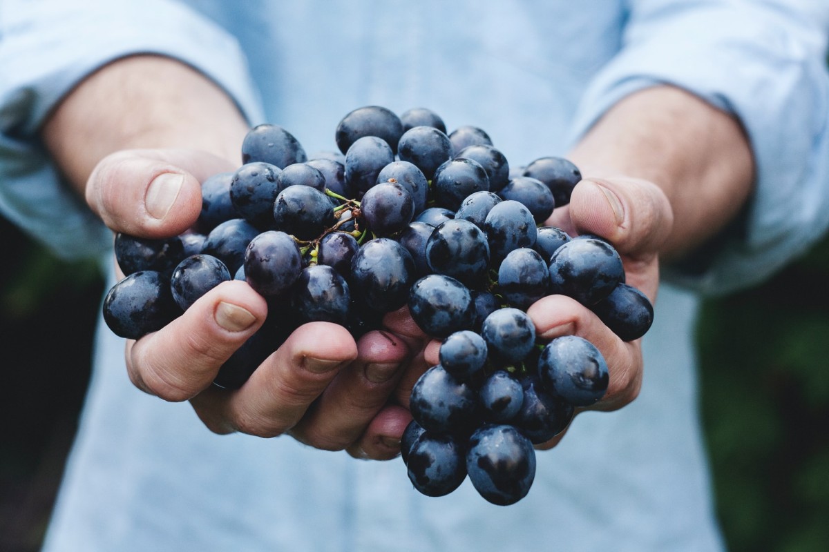 Cultivo de uvas - Foto: Pexels