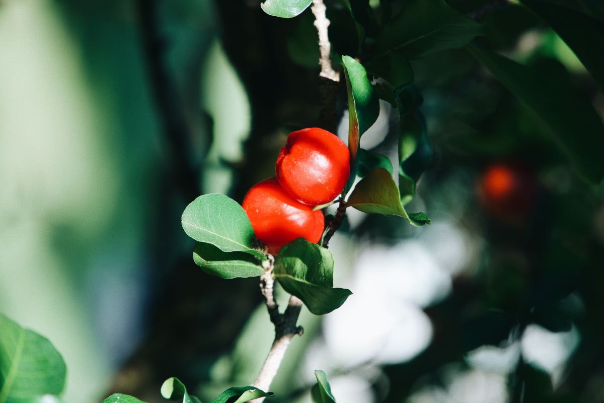 chá da folha de acerola