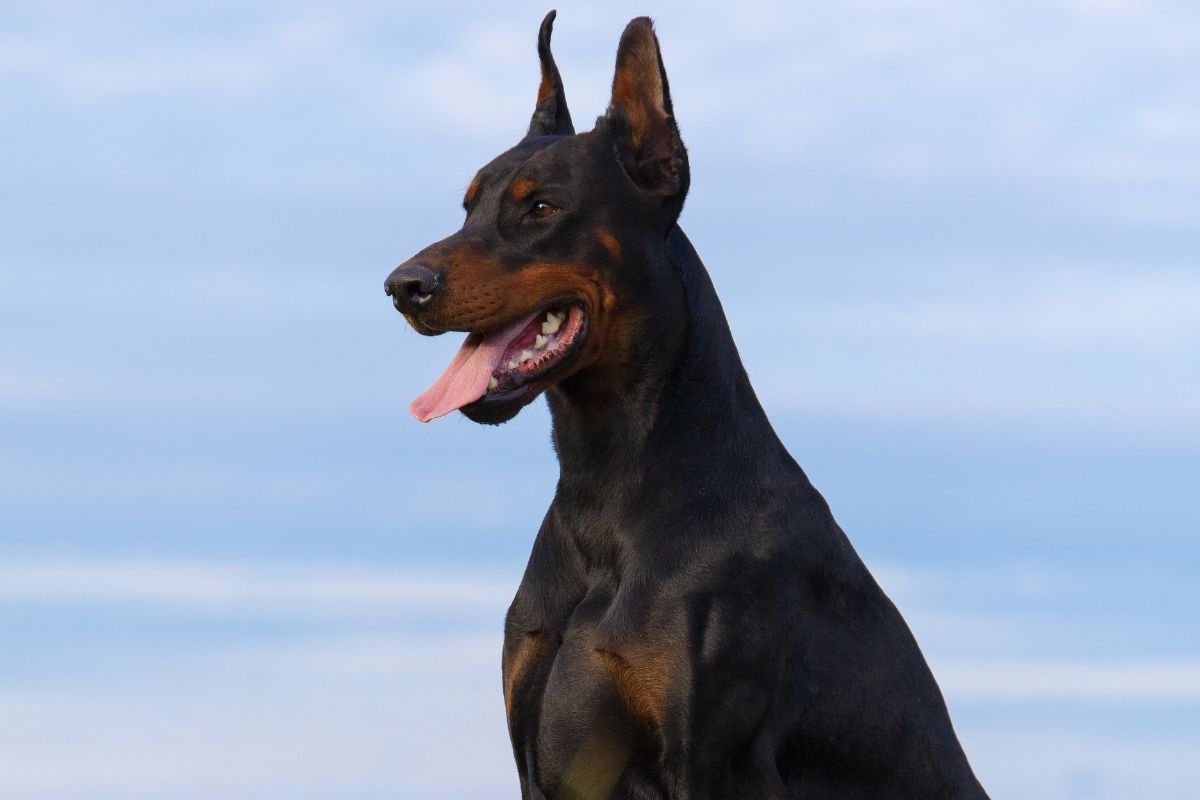 Conheça tudo sobre a raça dobermann: mitos e verdades por trás deste leal companheiro - Imagem Reprodução Canva