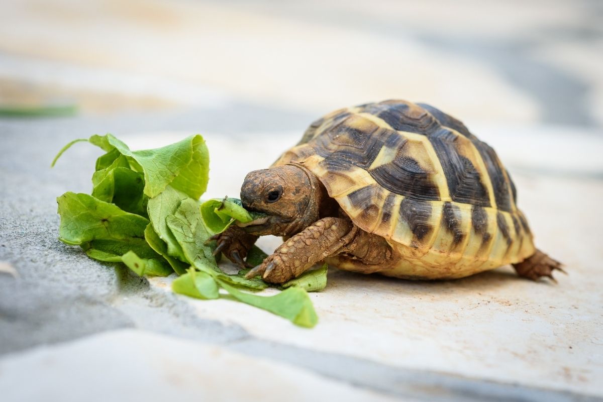 Quer ter uma tartaruga em casa? confira quais os cuidados necessários com este pet exótico - Imagem Reprodução Canva