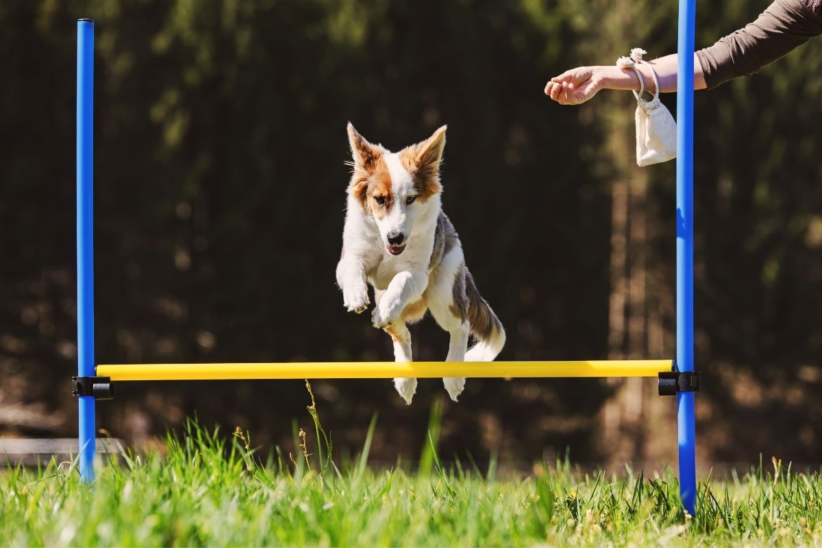 Conheça tudo sobre o agility: um esporte divertido para praticar com seu cão - Imagem Reprodução Canva