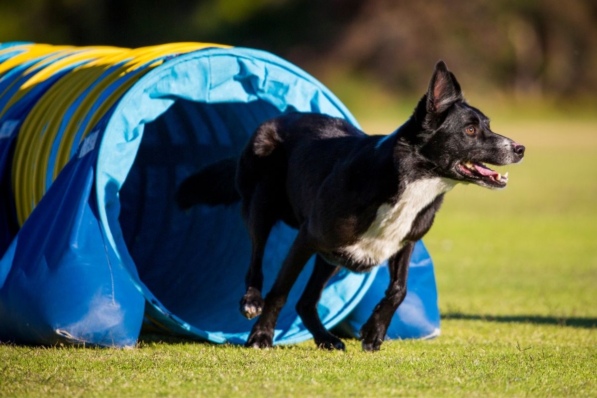 Conheça tudo sobre o agility: um esporte divertido para praticar com seu cão - Imagem Reprodução Canva