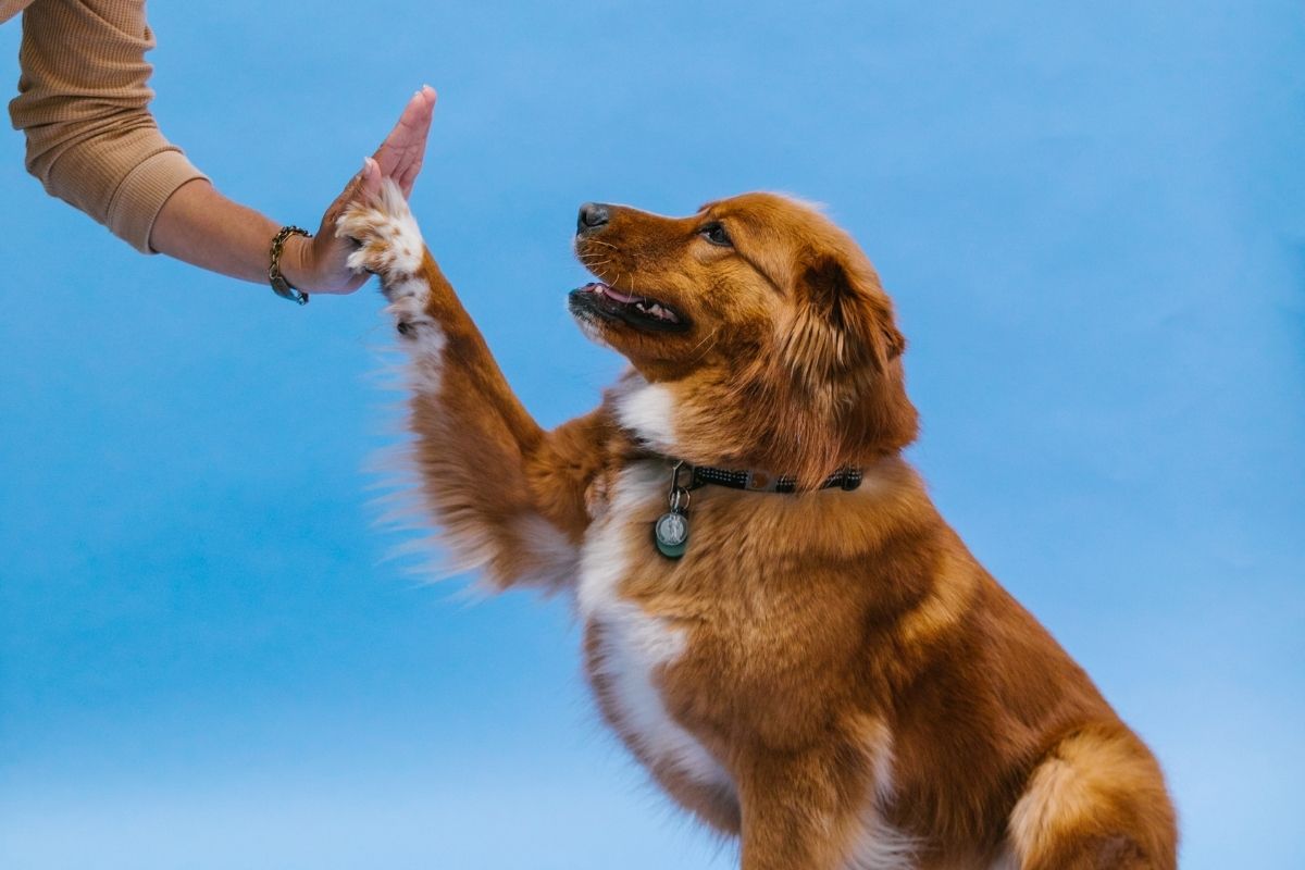 Como adestrar seu cão: conheça truques simples para ensinar ao seu companheiro - Imagem Reprodução Canva