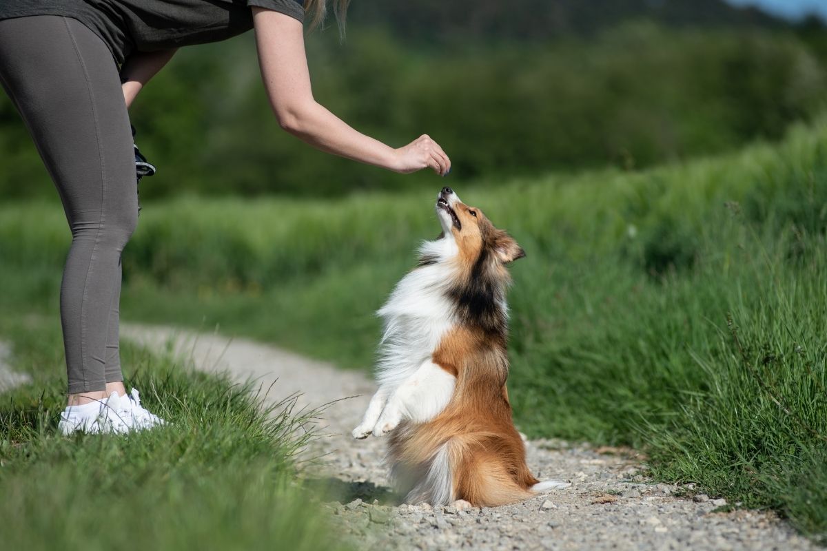 Como adestrar seu cão: conheça truques simples para ensinar ao seu companheiro - Imagem Reprodução Canva