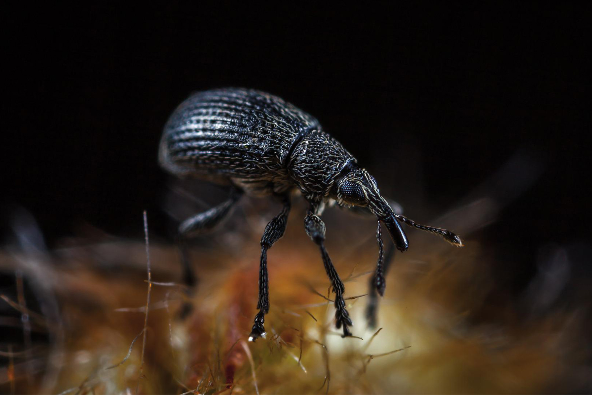 Como fazer para acabar com os gorgulhos? Aprenda as melhores dicas para lidar com essa praga