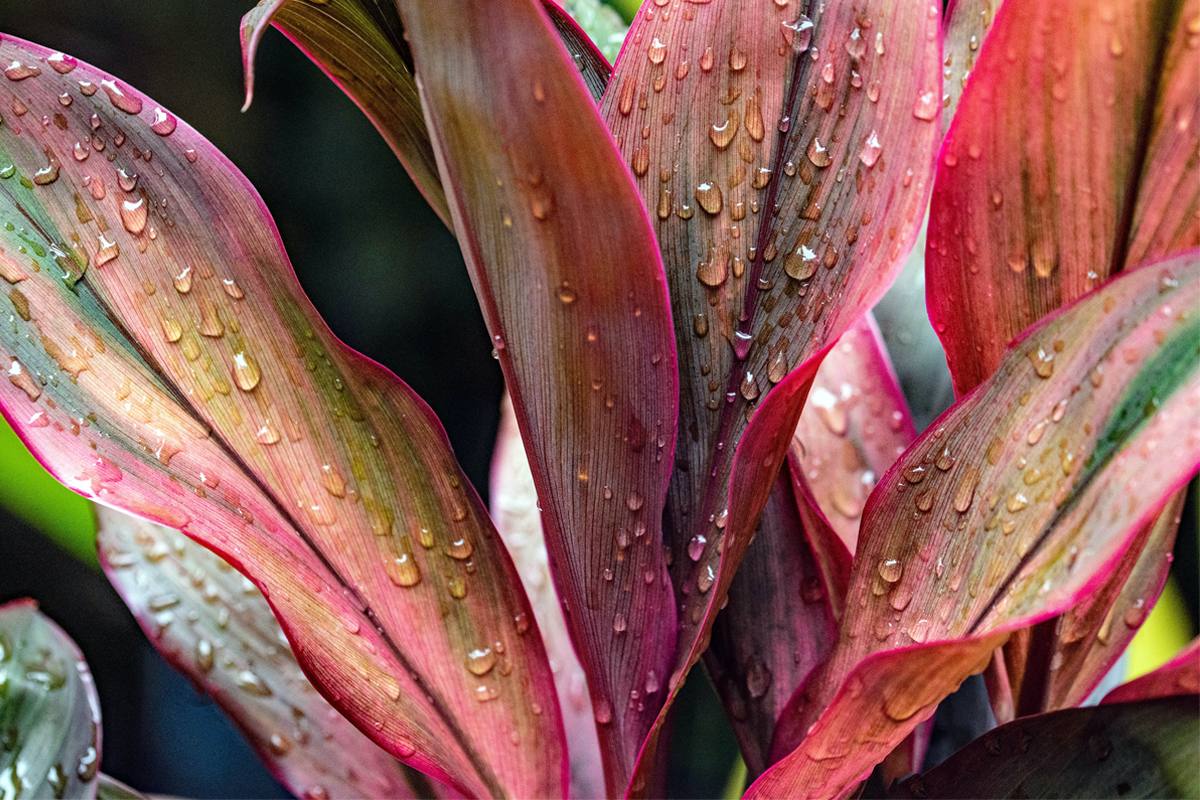 Como plantar dracena-vermelha em vaso? Veja as principais dicas para cuidar dessa bela planta