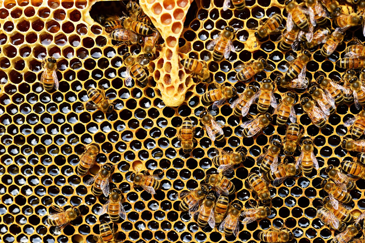 Como fazer para ter uma criação de abelhas? Fique por dentro das melhores dicas