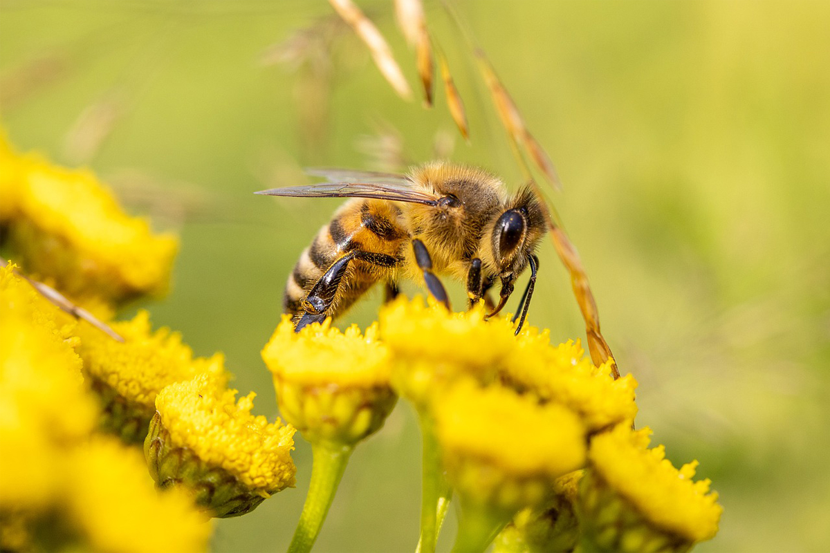 Como fazer para ter uma criação de abelhas? Fique por dentro das melhores dicas