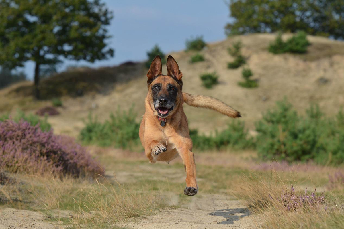 Como criar e cuidar de Pastor-belga malinois? Conheça essa raça adorável e única