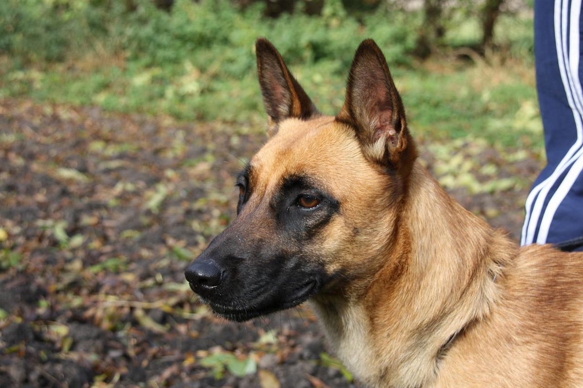 Como criar e cuidar de Pastor-belga malinois? Conheça essa raça adorável e única
