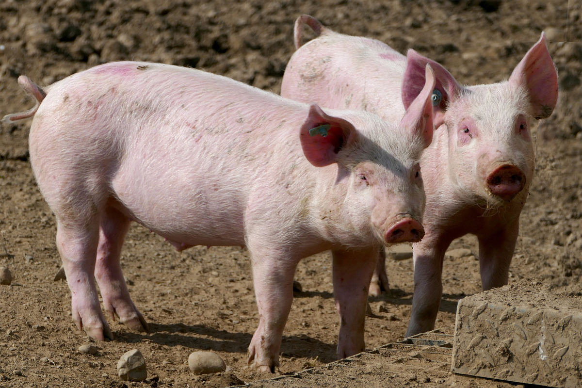 Como fazer para criar porco? Aprenda as melhores dicas e cuidados para produzir suínos