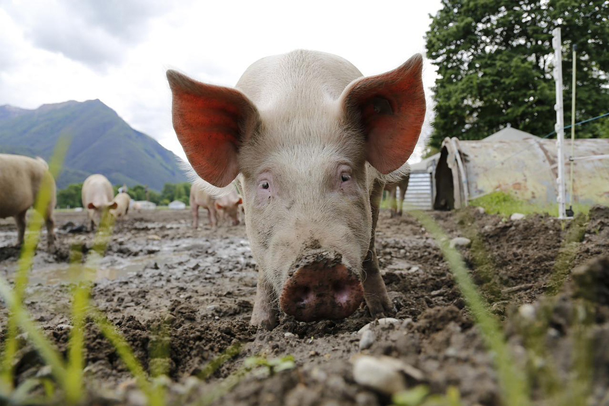 Como fazer para criar porco? Aprenda as melhores dicas e cuidados para produzir suínos