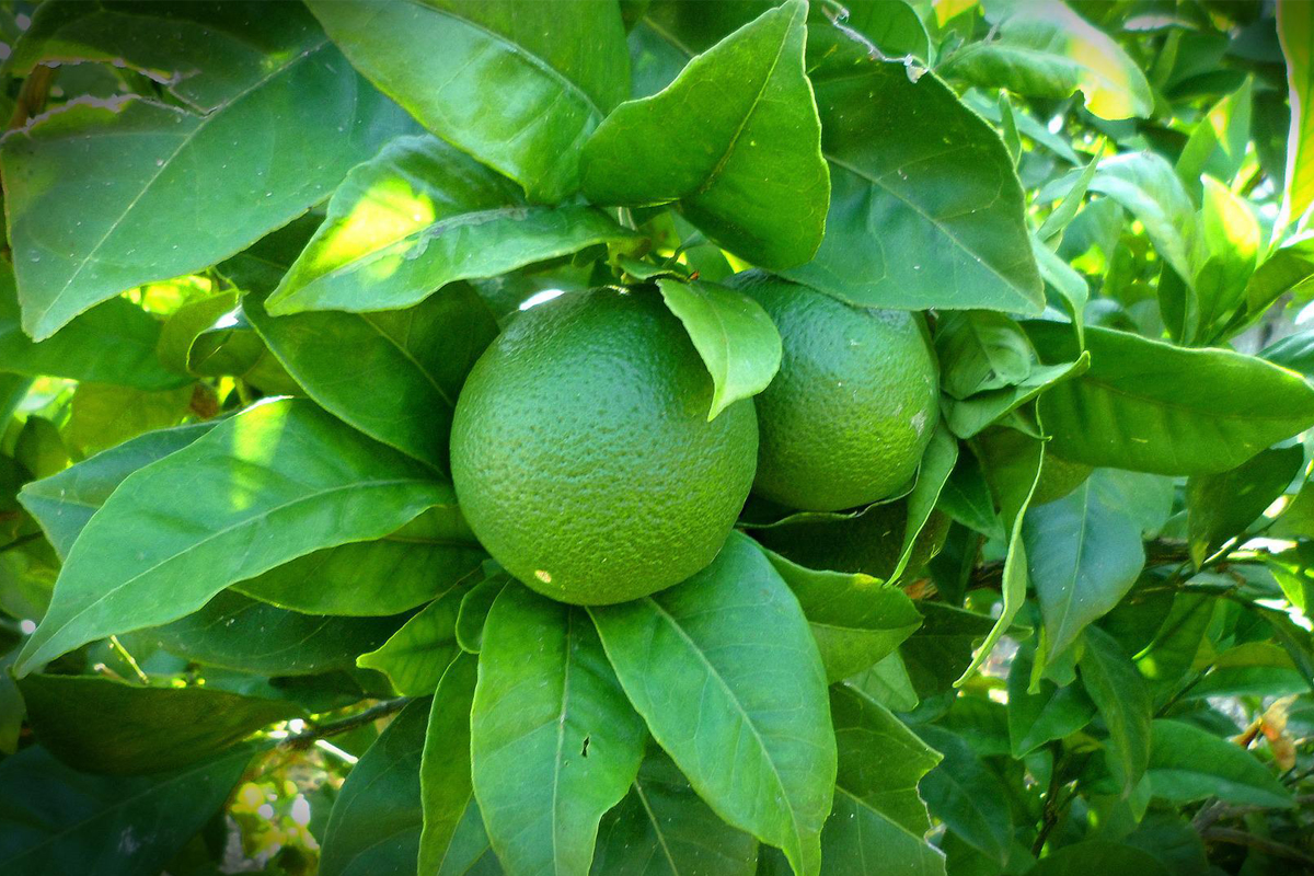 Como plantar limão com facilidade? Conheça os principais cuidados para ter sua plantação