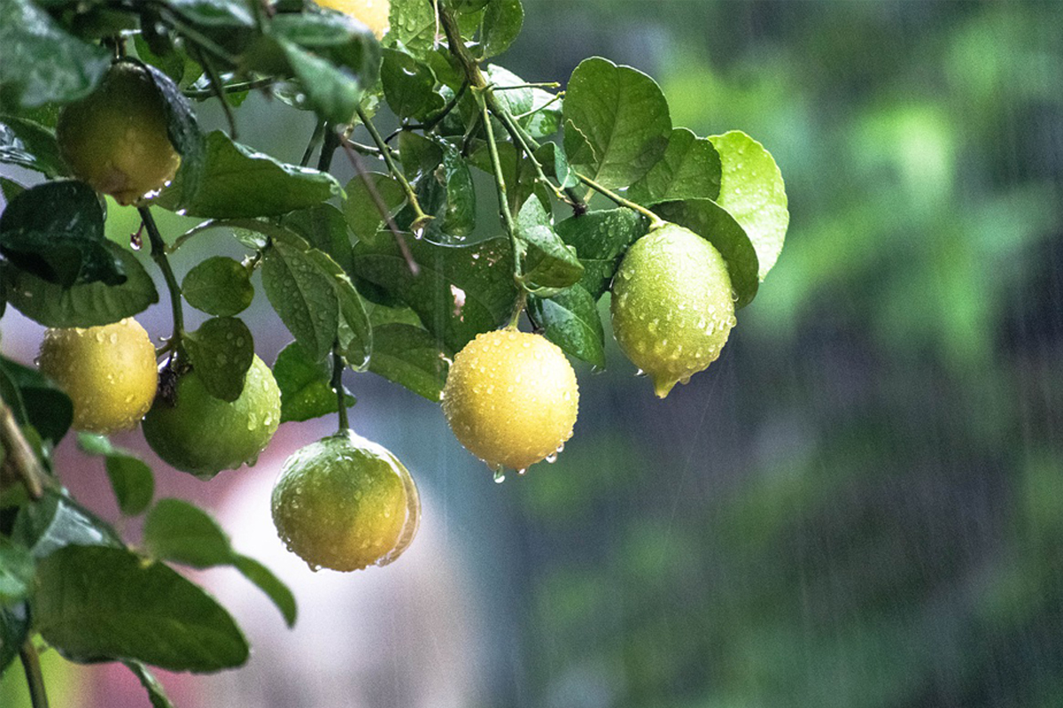 Como plantar limão com facilidade? Conheça os principais cuidados para ter sua plantação