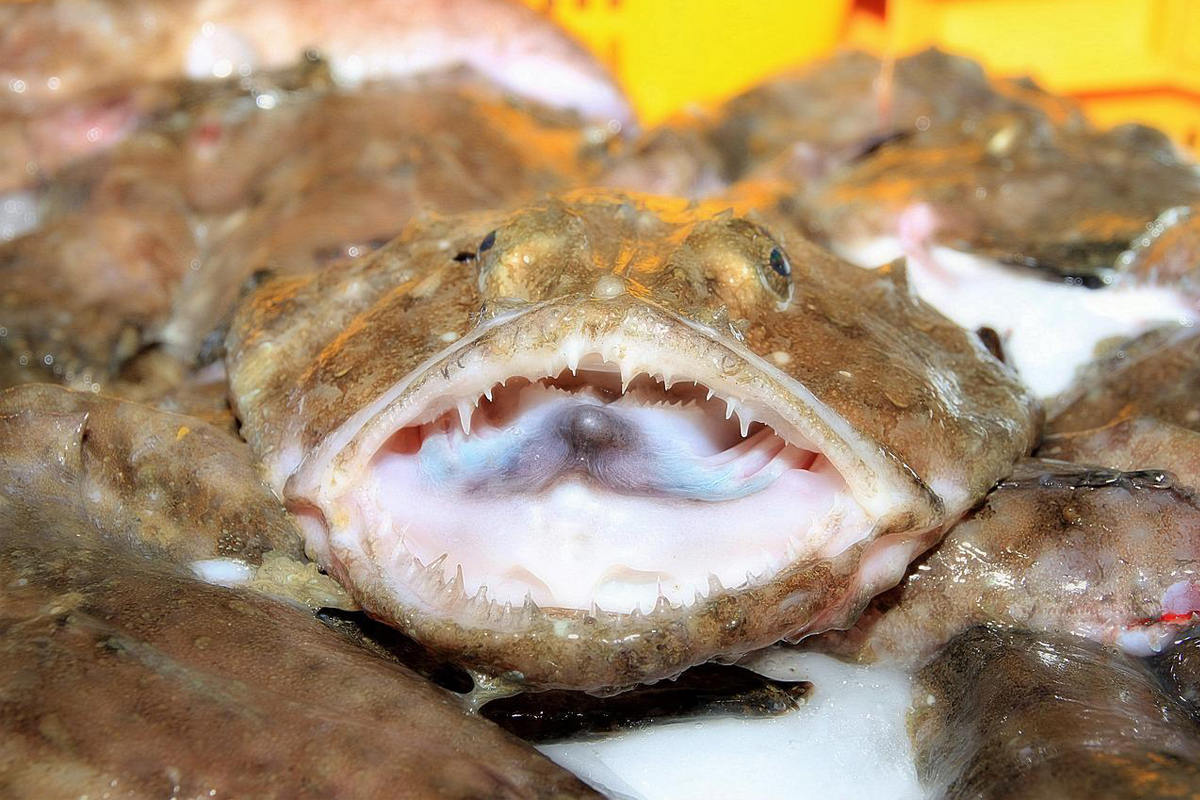 Como fazer para preparar peixe tamboril? Veja essas dicas e receitas incríveis