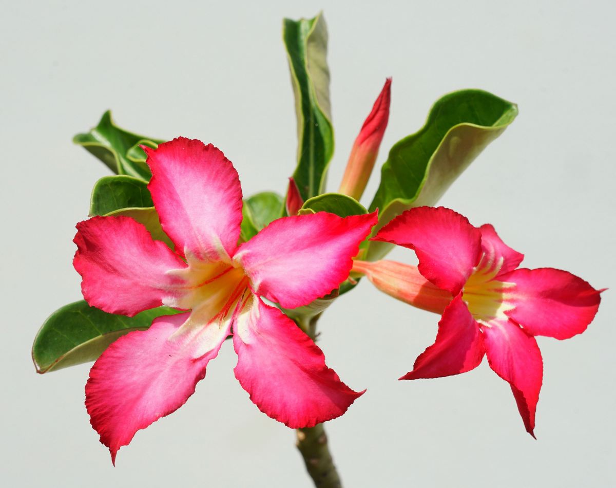 Descubra qual adubo faz a rosa-do-deserto florir mais rápido - foto: Canva Descubra qual adubo faz a rosa-do-deserto florir mais rápido - foto: Canva