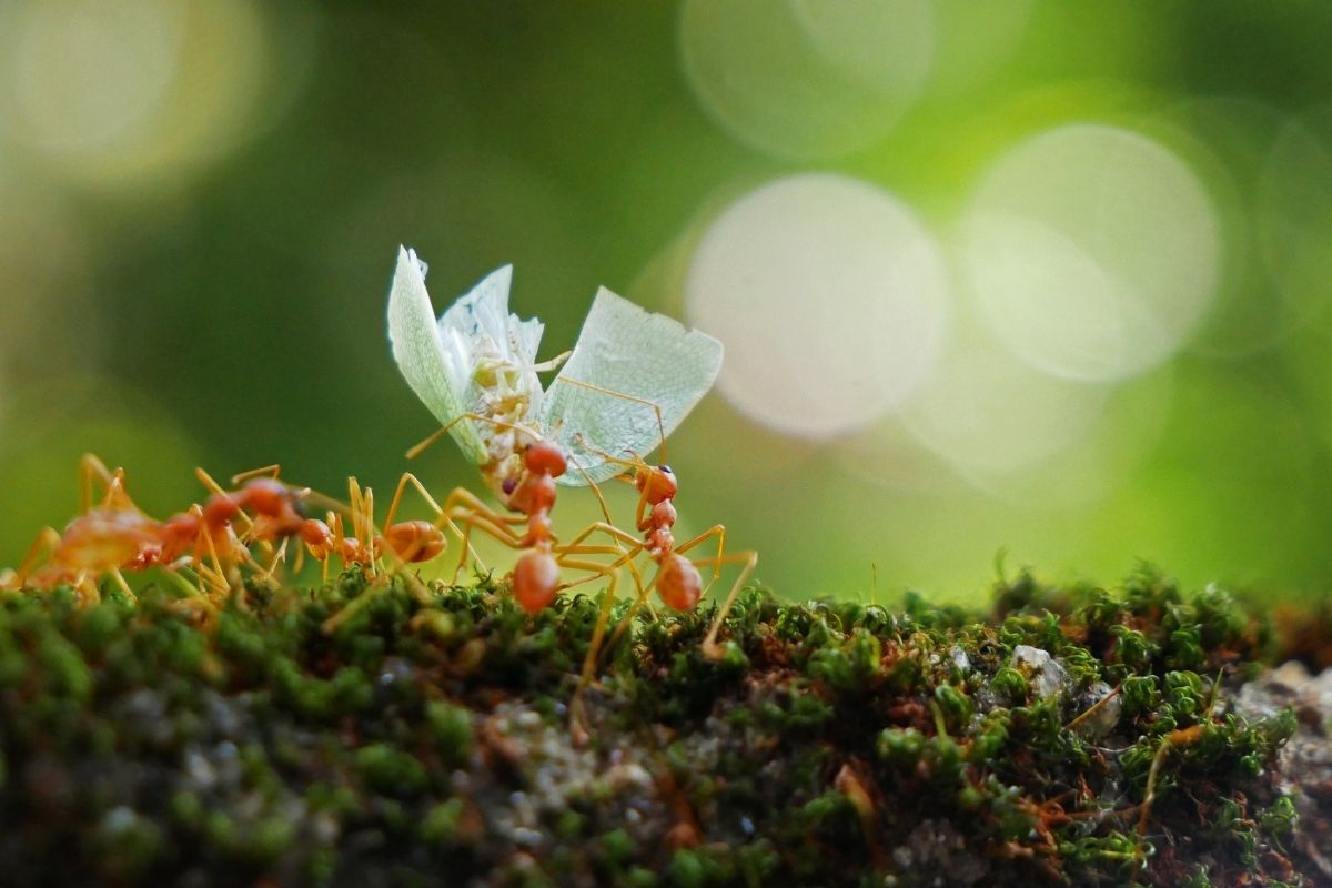 mantenha formigas longe de casa - canva