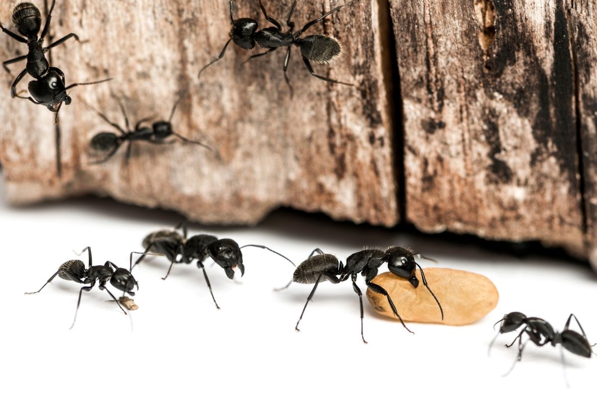 como acabar com formigas - canva