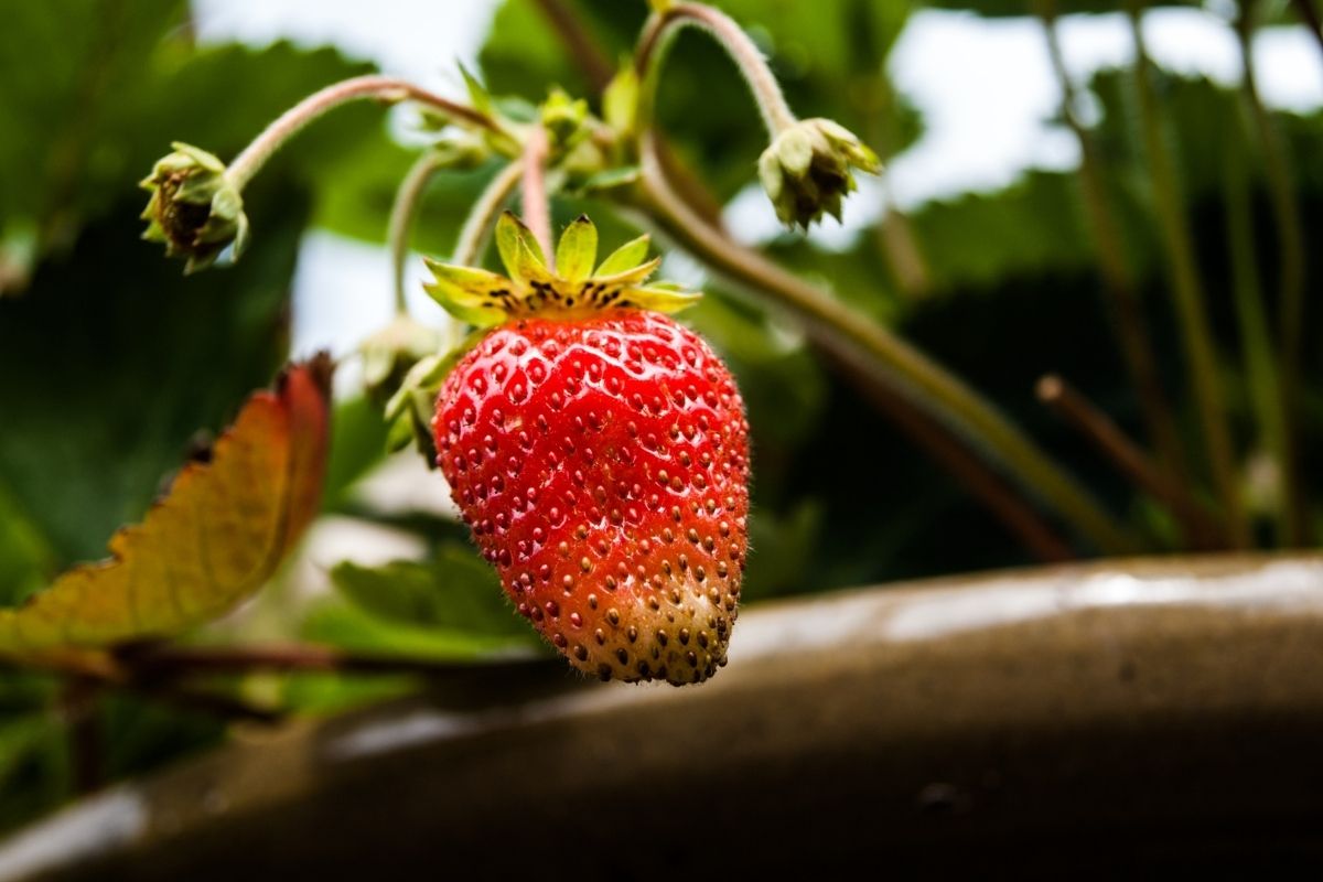 Pé de morango: quanto tempo para colher e dar frutos? Veja como fazer o plantio em vasos. (Fonte: Canva) Pé de morango: quanto tempo para colher e dar frutos? Veja como fazer o plantio em vasos. (Fonte: Canva)