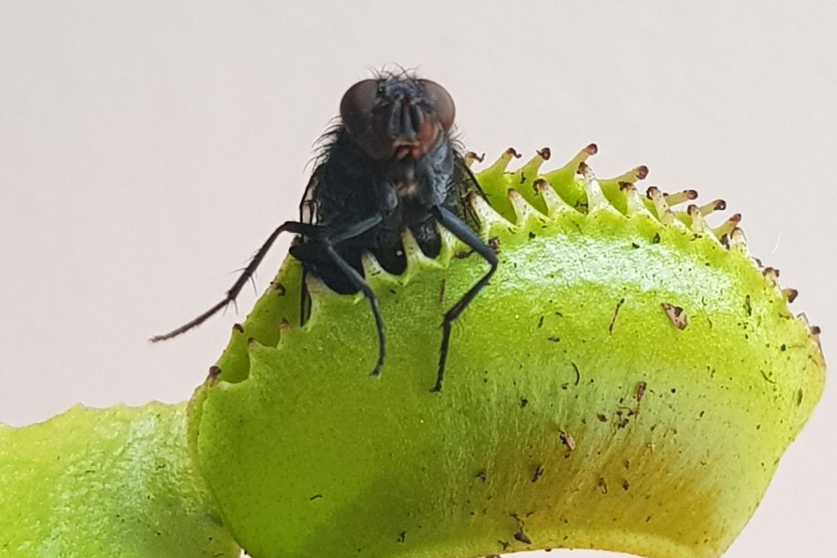 Plantas carnívoras: confira motivos para ter uma em casa! (Fonte: Canva)