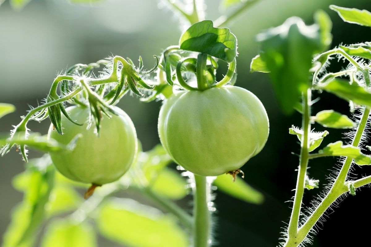 como plantar tomate em casa - canva