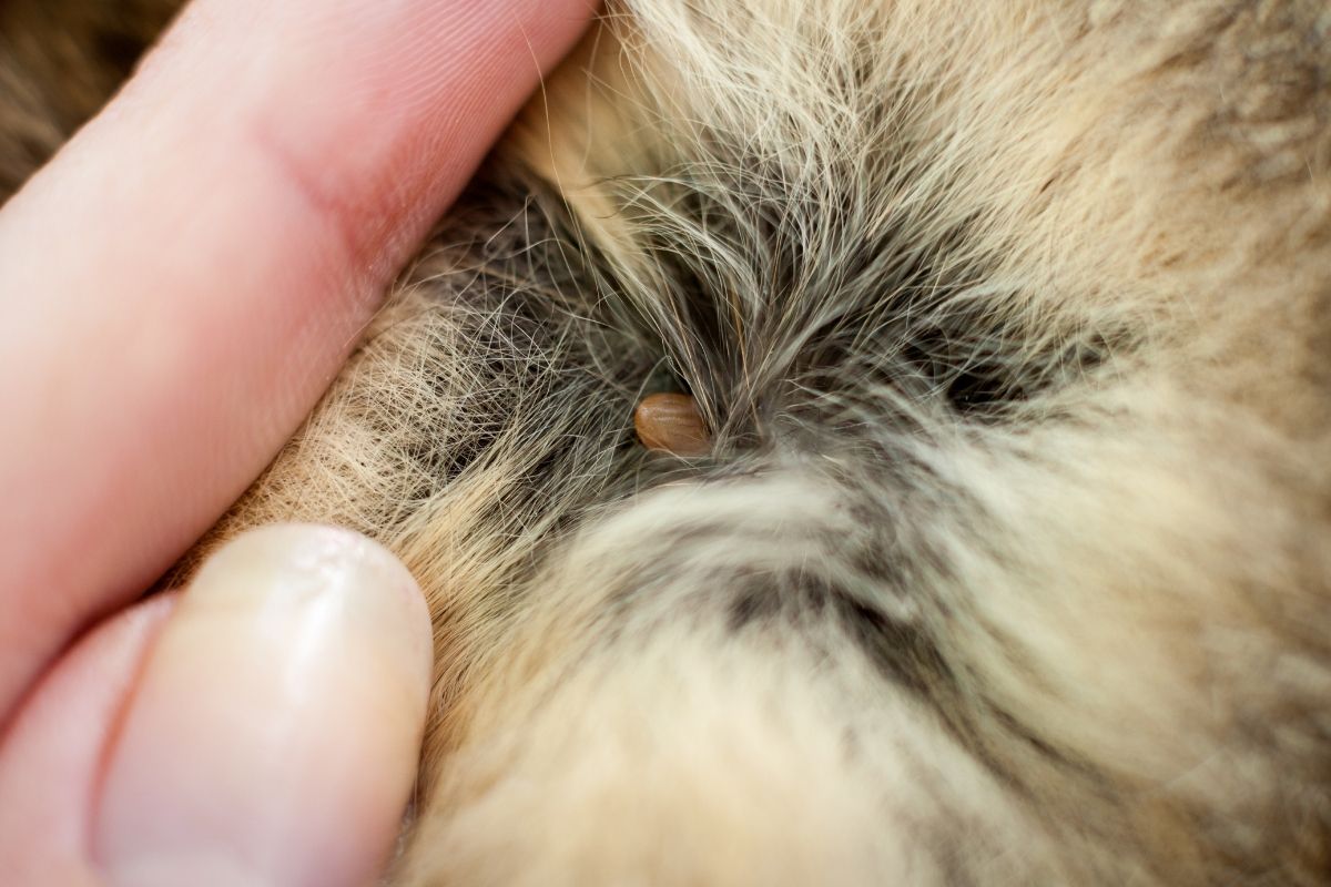 pulgas e carrapatos no pelo - canva