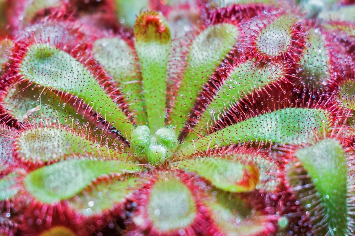 Plantas carnívoras: confira motivos para ter uma em casa! (Fonte: Canva)