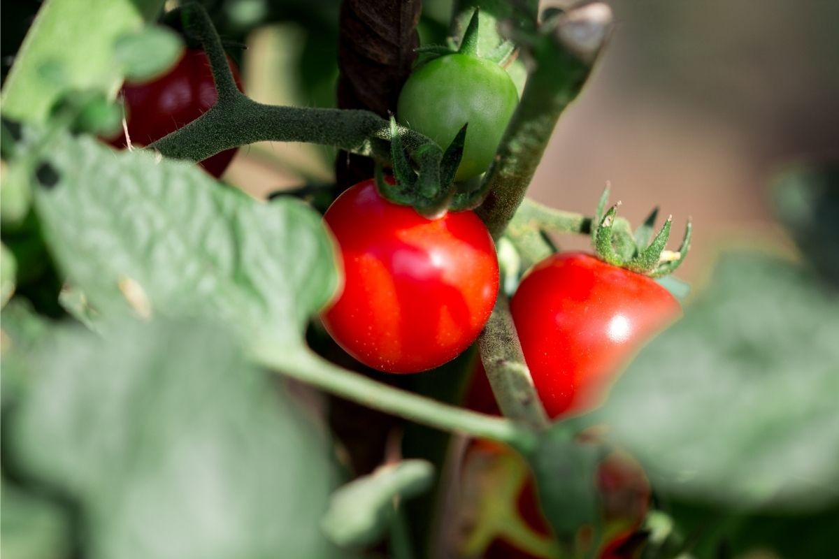 cultivo de tomate em casa - canva