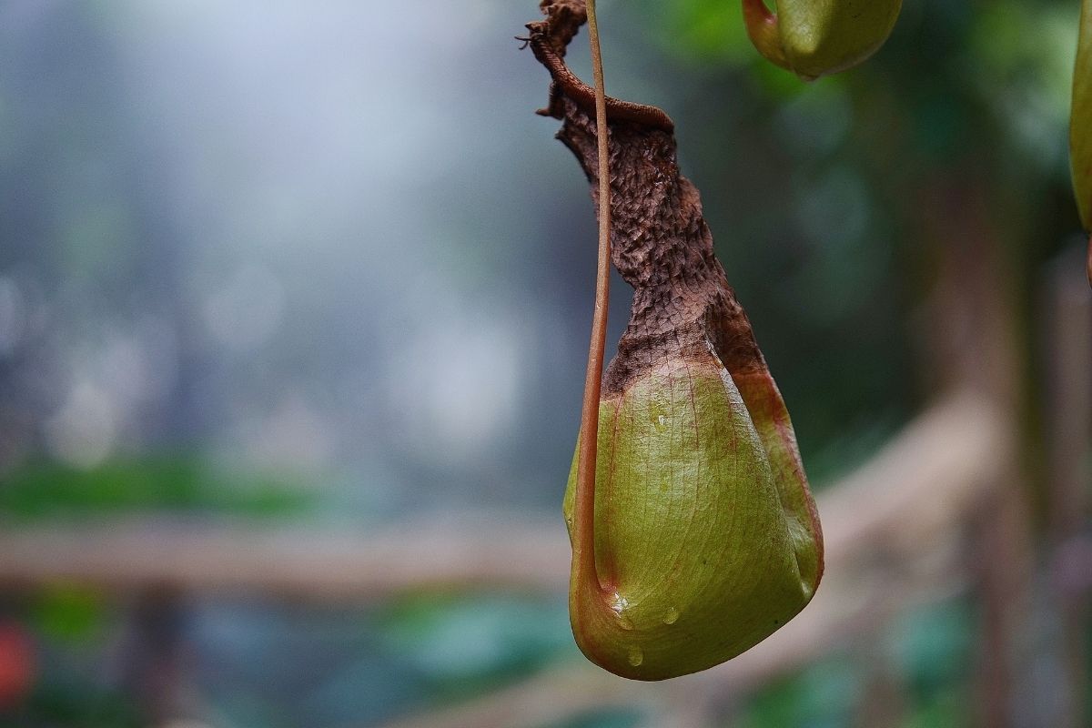 Plantas carnívoras: confira motivos para ter uma em casa! (Fonte: Canva)