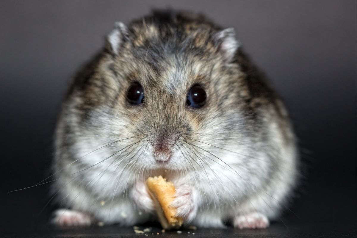 Hamster chinês: o que é e quais os cuidados necessários - Almanaque