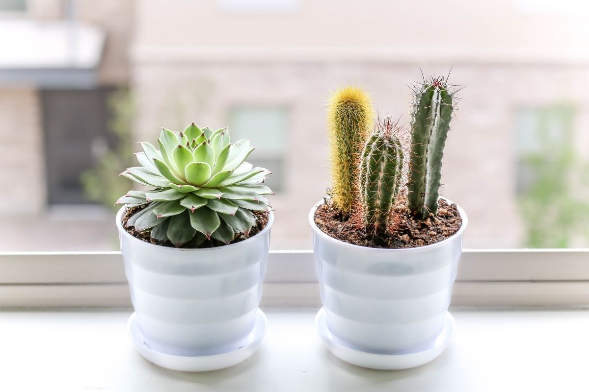 Guia completo de como cuidar de cactos: veja como é simples e fácil