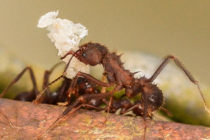 Como eliminar formigas de casa: misturinha caseira usada por muitos!