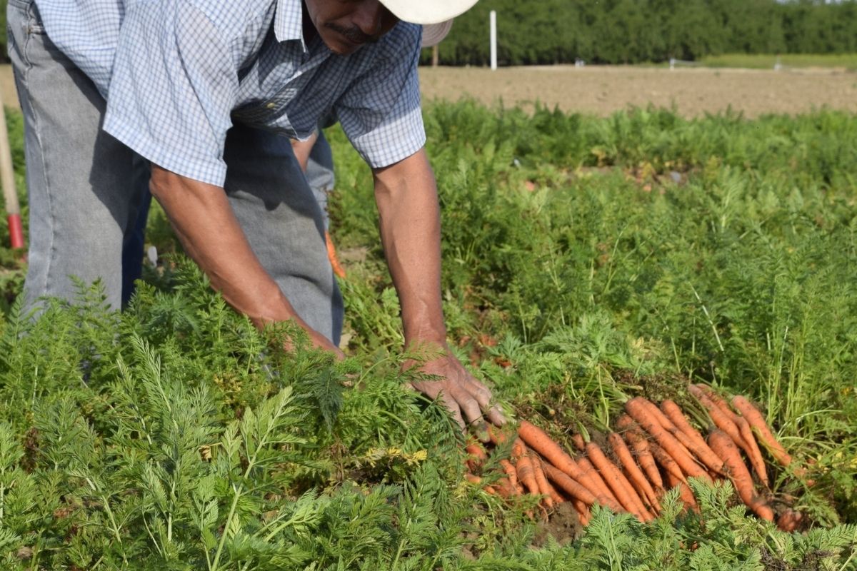 Como plantar cenoura em casa? Veja essa técnica que dará tudo certo