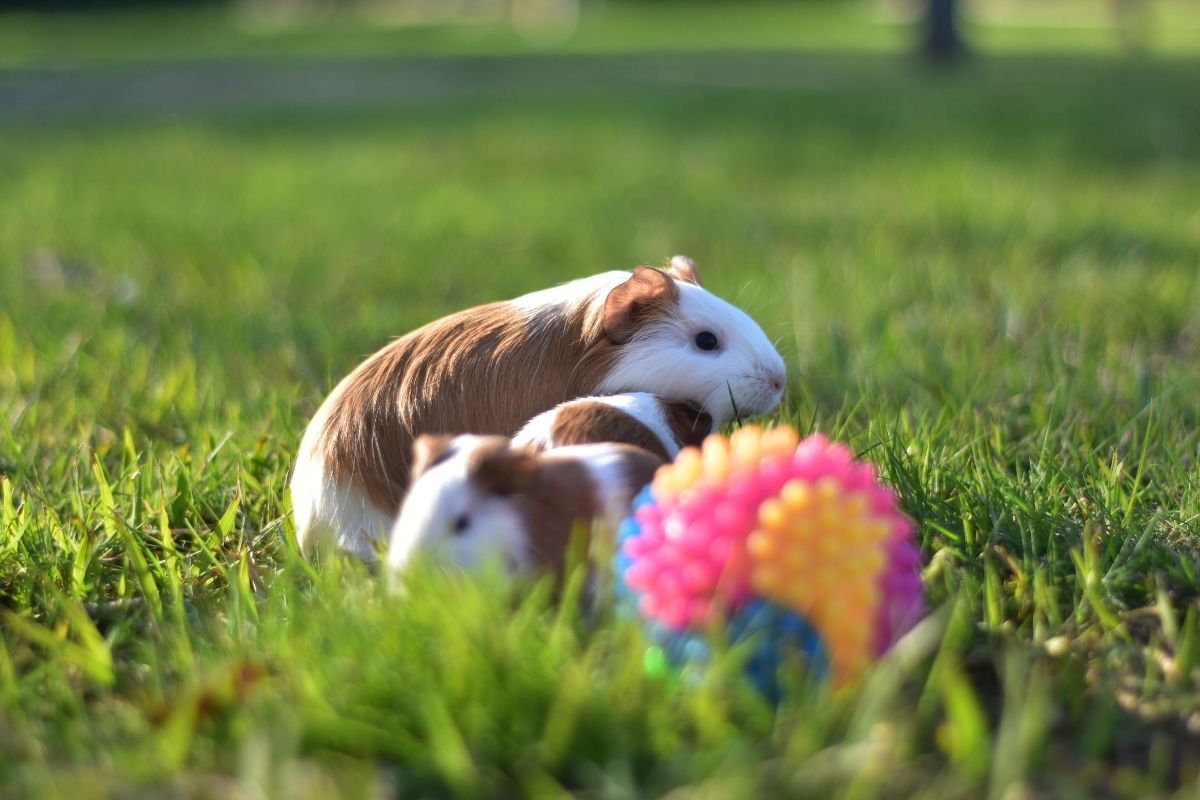 Os hamsters chinês precisam de brinquedos para se exercitarem. (Reprodução: canva) cuidados necessários com o hamster chinês